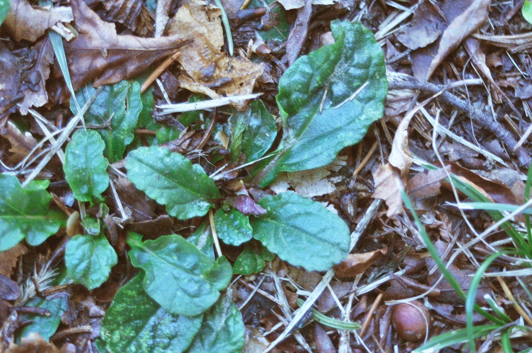 AJUGA REPTANS L. - bugola/foto